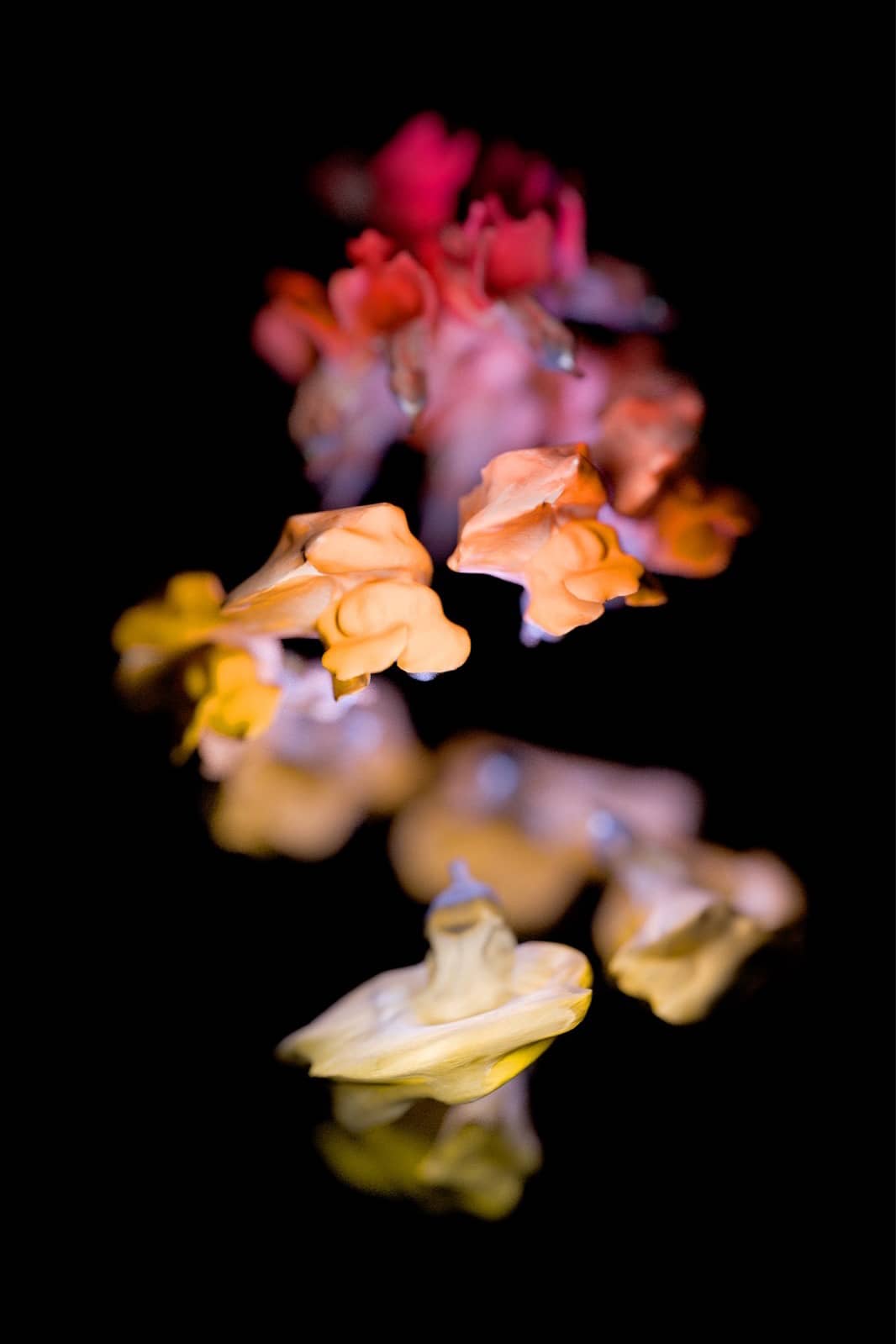 Rendered still from the animation depicting a spiraling array of snapdragon blossoms blooming in a gradient of colors, some of them distorted. 