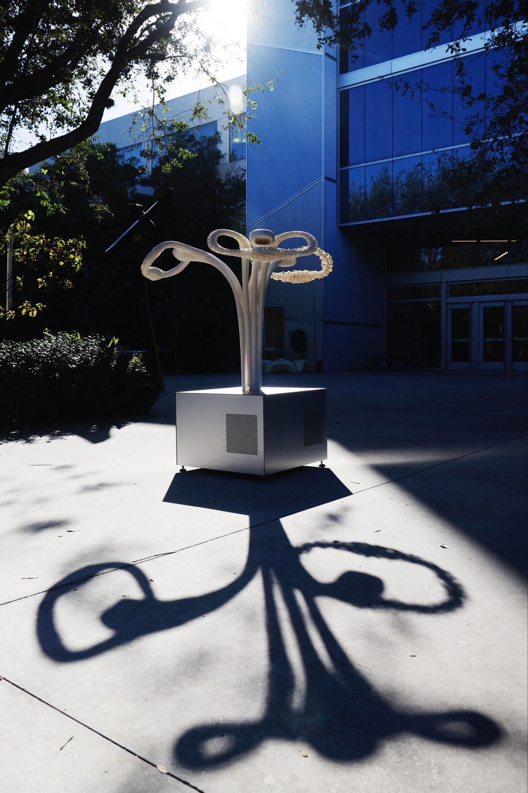 © Steve Benisty The floral interactive sculpture against stark light.
