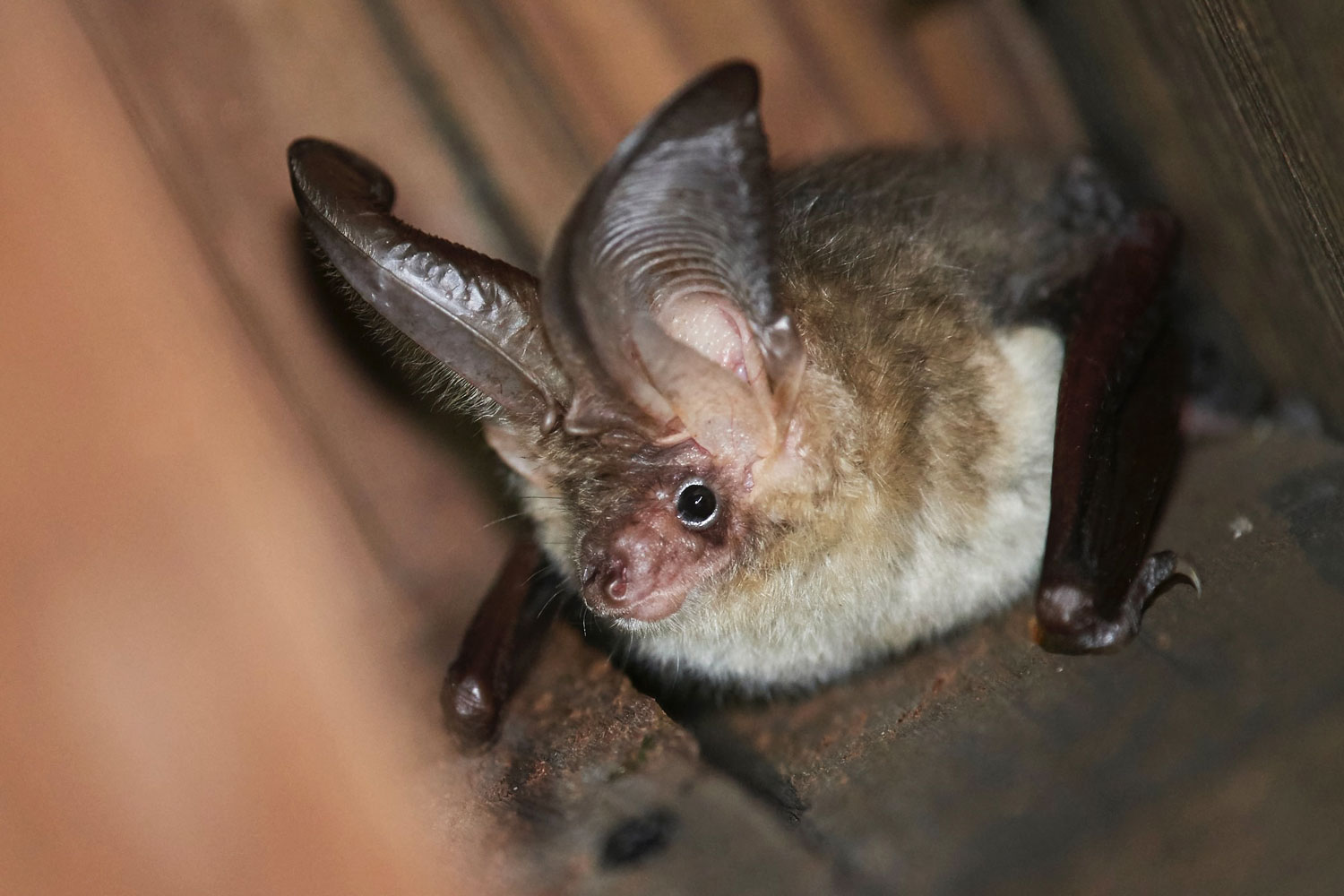 photo of a bat